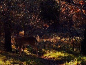 pretty little doe peeking out at me from the woods